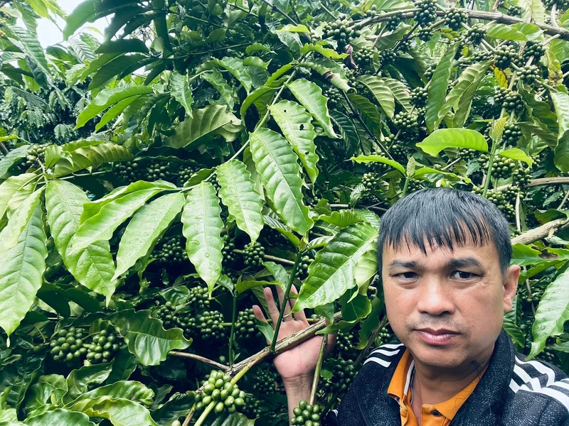 Bán đất vườn cà phê 2.2 ha ở Đắk Nông