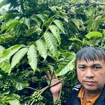 Bán đất vườn cà phê 2.2 ha ở Đắk Nông - Ảnh thu nhỏ 1