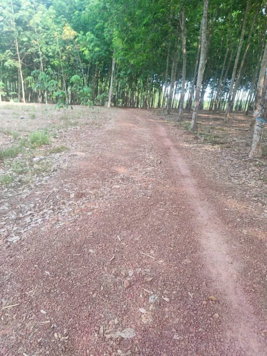 Bán đất cao su non mặt tiền Đường Bao La, Bình Chánh, 70.000 m², 1 tỷ 2 - Ảnh 1