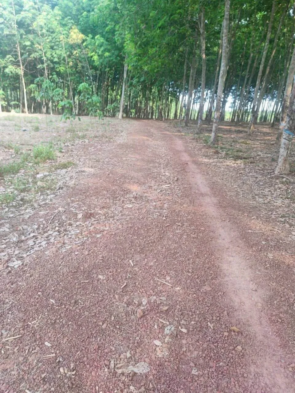 Bán đất cao su non mặt tiền Đường Bao La, Bình Chánh, 70.000 m², 1 tỷ 2 - Ảnh 1