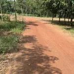 Đất nền thổ cư 250m² giá 220 triệu Đồng Phú - Ảnh thu nhỏ 1
