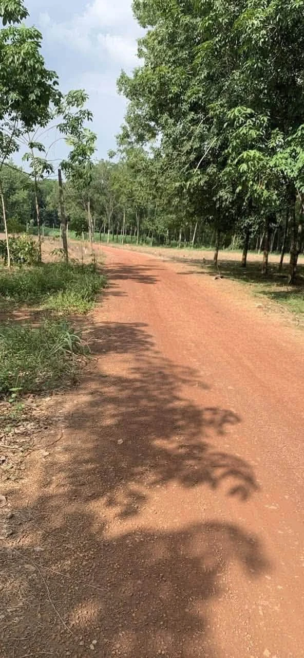 Đất nền thổ cư 250m² giá 220 triệu Đồng Phú - Ảnh 1