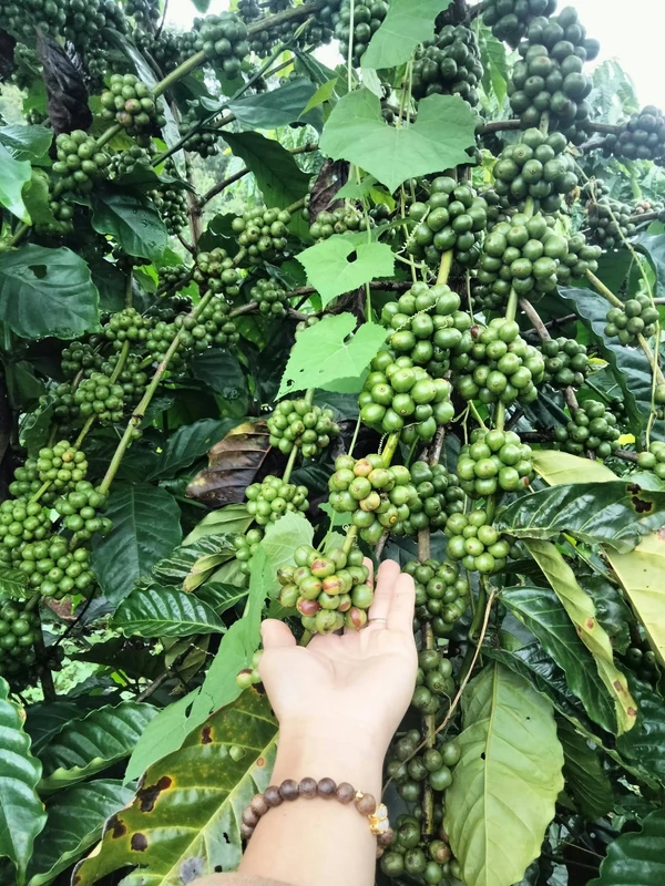 Bán mặt bằng café 8m² tại Tuy Đức, Đắk Nông, 850 triệu
