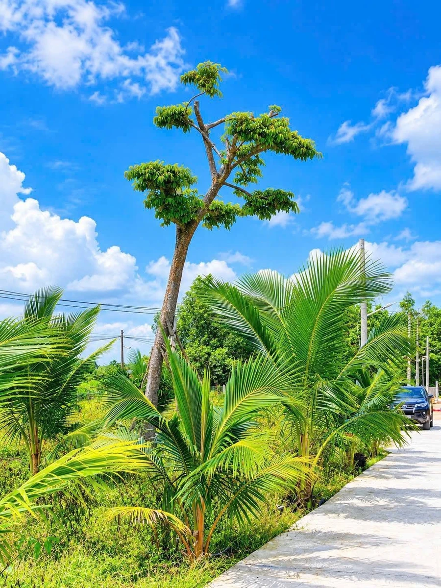 Bán 1 sào đất 1.000m² có 200m² thổ cư, mặt tiền 37m gần trung tâm Long Khánh - Ảnh thu nhỏ 2