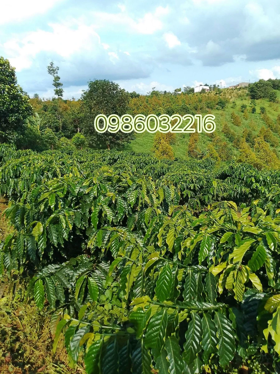 Bán 1,9 ha đất rẫy cà phê, tiêu, sầu riêng có nhà và ao tại Bắc Gia Nghĩa - Ảnh thu nhỏ 3