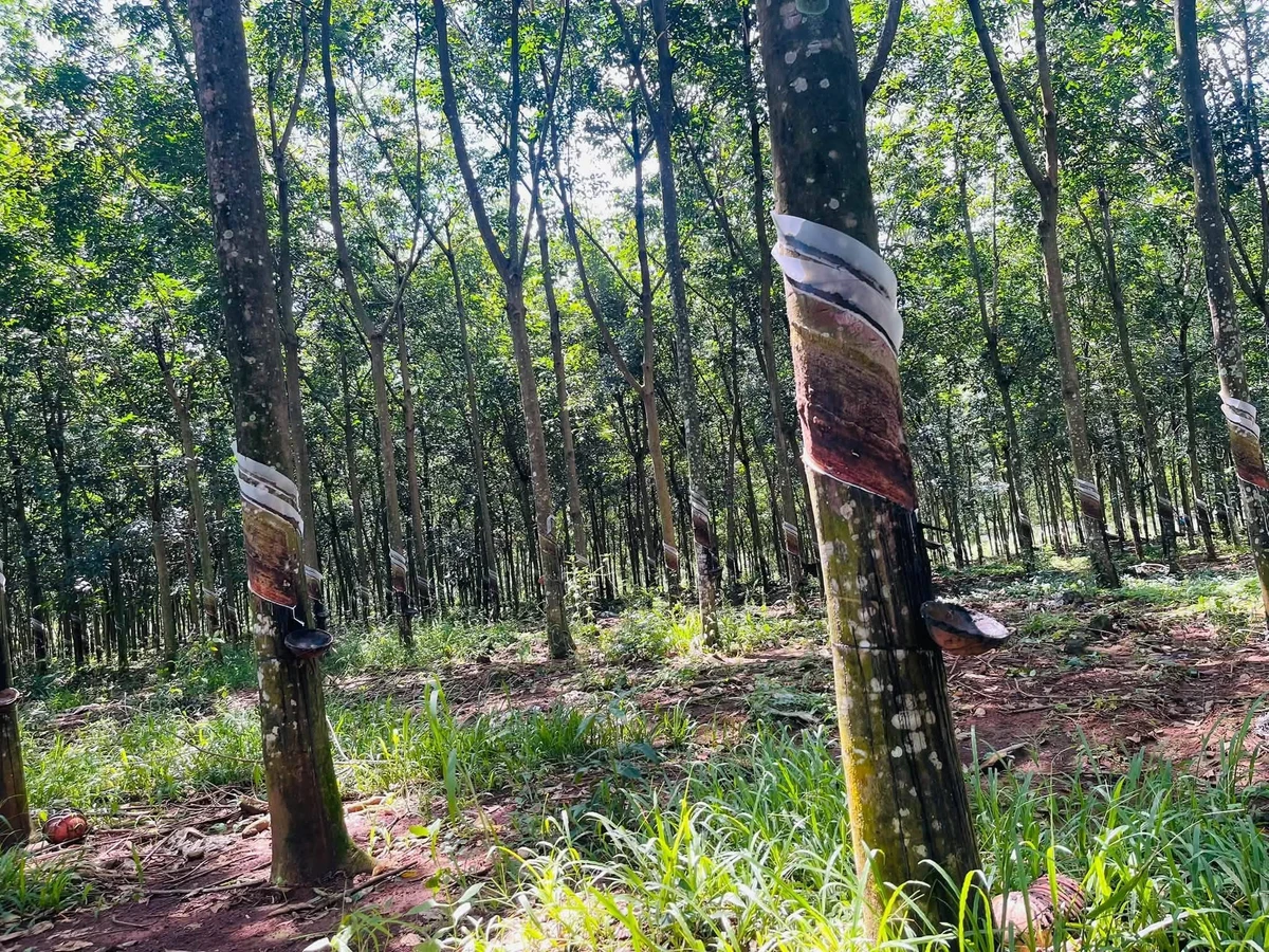 Bán 6 ha cao su Tân Hưng, Hớn Quản, giá 1,4 tỷ/ha - Ảnh thu nhỏ 2