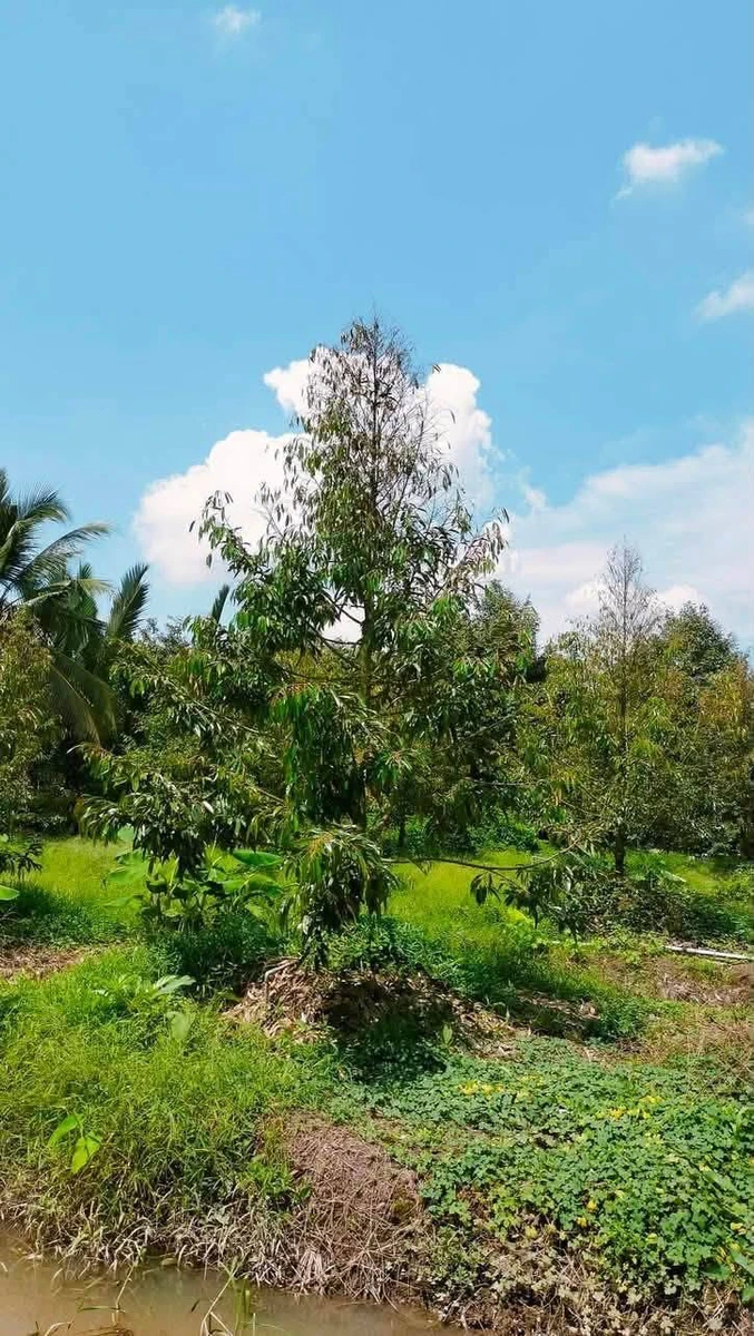 Bán đất vườn sầu riêng Thái 1500m2 tại Tiên Long, Tân Phú giá 820 triệu - Ảnh thu nhỏ 5