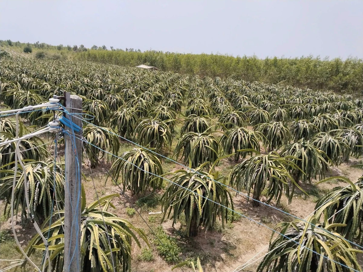 Bán vườn thanh long 2.8ha tại Xã Tân Hải Lagi Bà Rịa Vũng Tàu - Ảnh 1