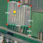 Bán vườn dừa tơ 7.500m² Sóc Trăng 299tr/1000m² - Ảnh thu nhỏ 1