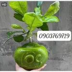 Bán nhà tôn 100m2 giá 1,568 tỷ hẻm Bình Giã Bình Tân - Ảnh thu nhỏ 1