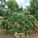 Bán đất vườn 3056m² Long Bình, Long Khánh, Đồng Nai - Ảnh thu nhỏ 5
