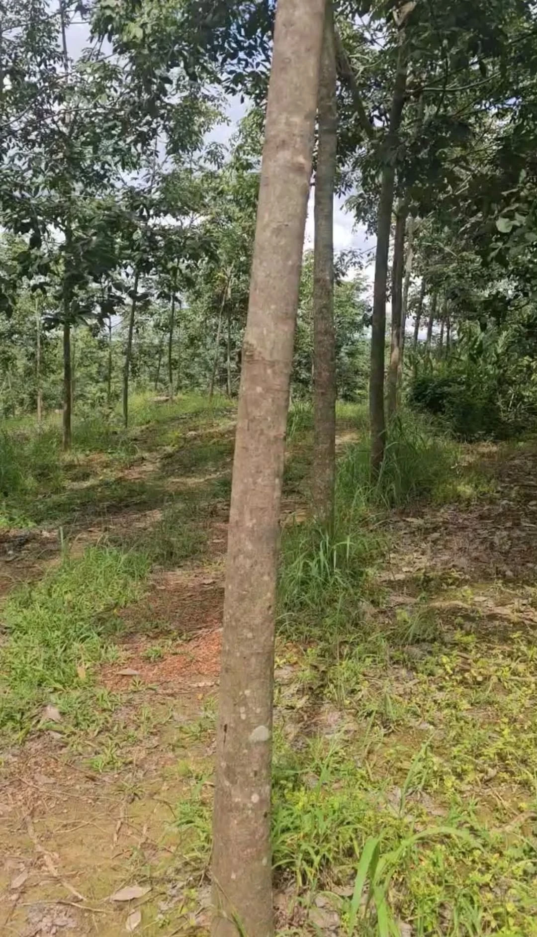 Bán 2.5 hectare cao su Phú Riềng, Bình Phước, 1 tỷ/ha - Ảnh 1