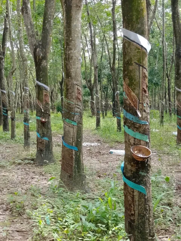 Bán 4 hecta đất cao su mặt tiền Đồng Nai 1,85 tỷ/hecta