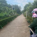 Bán đất vườn sầu riêng 2 công Quới Thành 1,2 tỷ - Ảnh thu nhỏ 1