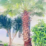 Nhà vườn mái Nhật 200m2 4PN 3WC Tạ Quang Bửu gần chợ - Ảnh thu nhỏ 4
