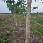 Bán 5.865m² đất có 16m mặt tiền, Tây Ninh, 1,2 tỷ - Ảnh thu nhỏ 2