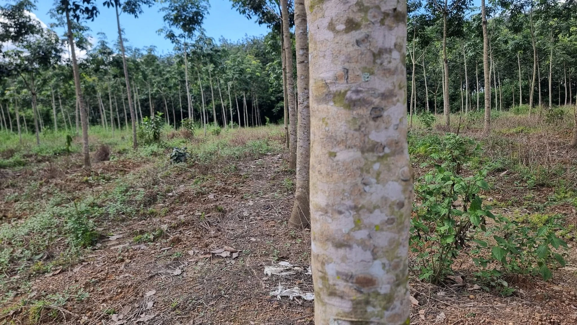 Bán đất cao su 2,3ha tại Đà Nẵng - Ảnh 1