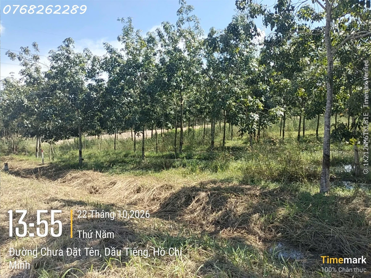 Bán gấp đất 1070m2 tại Ấp Yên Ngựa, ĐT 744, Định Thành, Dầu Tiếng, 7 tỷ VND - Ảnh thu nhỏ 3