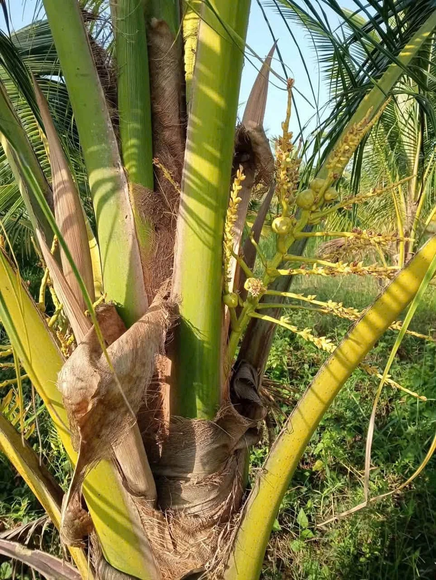 Bán vườn dừa 8 công ở Tân Mỹ, Ba Trị - Ảnh thu nhỏ 2