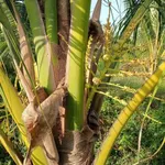 Bán vườn dừa 8 công ở Tân Mỹ, Ba Trị - Ảnh thu nhỏ 2
