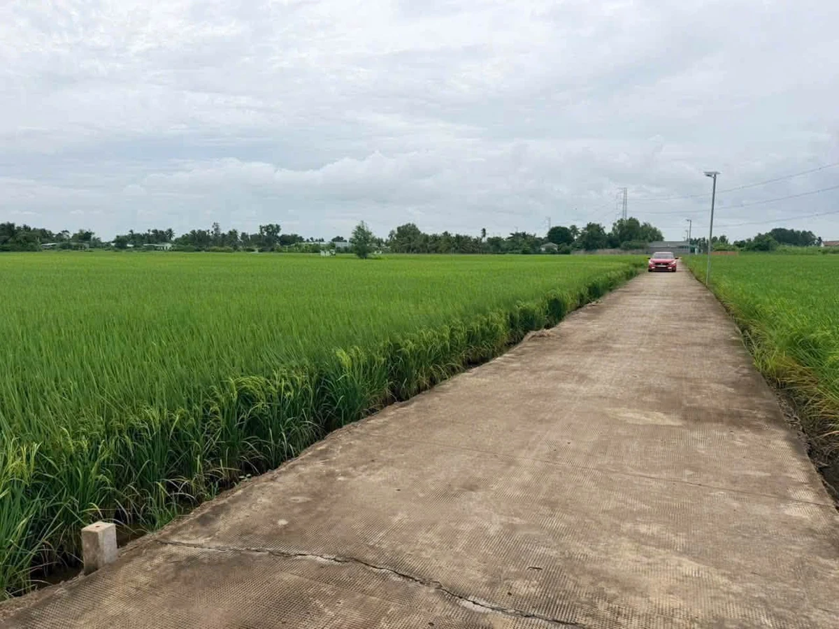 Bán 2000m² đất lúa Mỹ Bình, Tân Trụ, Long An - Ảnh 1