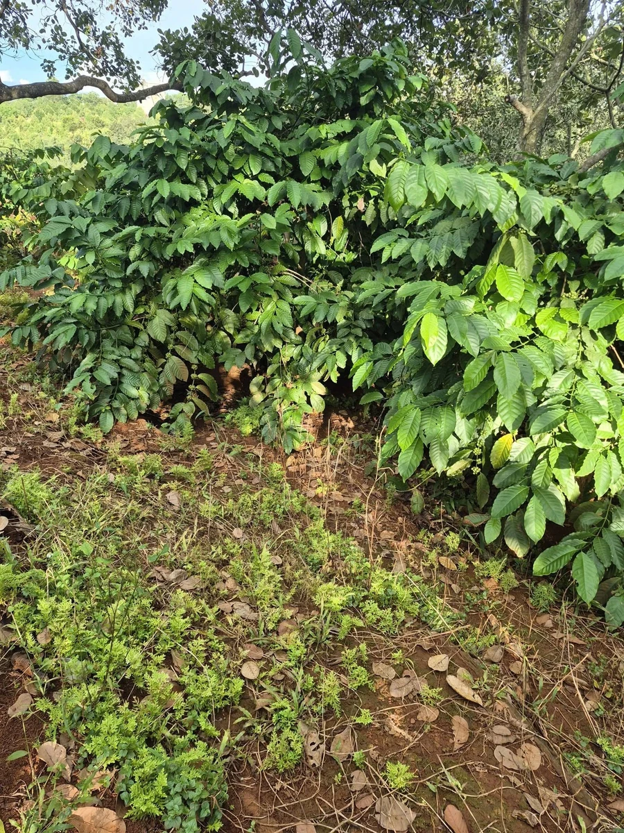 Bán đất nông nghiệp gần 1,1ha tại thị trấn Đức Phong - Ảnh thu nhỏ 4