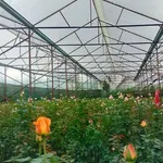 Bán 9 sào đất sổ riêng Đan kia 9000m2 vườn hoa hồng - Ảnh thu nhỏ 2