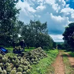 Bán 2ha sầu riêng Trường Bắn Krong Buk 10 tỷ - Ảnh thu nhỏ 1