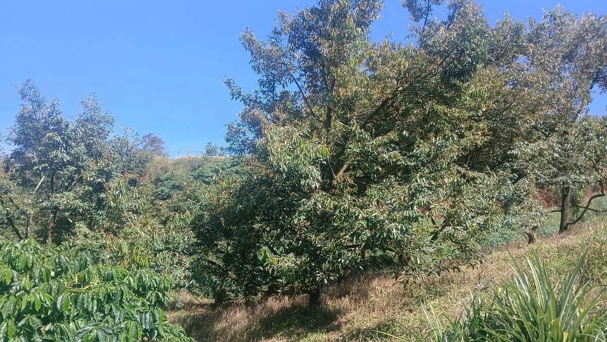 Bán đất 2,5ha Tuy Đức, Lâm Đồng, giá 6 tỷ - Ảnh thu nhỏ 3