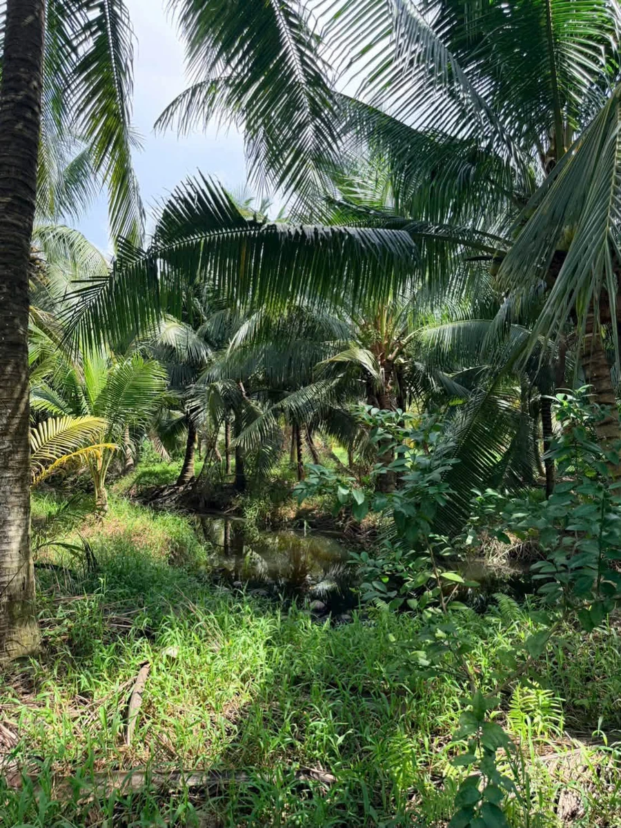 Bán đất vườn dừa 1 mẫu (10.000m²) Mỹ Chánh Hoà, giá 2,8 tỷ - Ảnh thu nhỏ 5