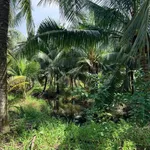 Bán đất vườn dừa 1 mẫu (10.000m²) Mỹ Chánh Hoà, giá 2,8 tỷ - Ảnh thu nhỏ 5