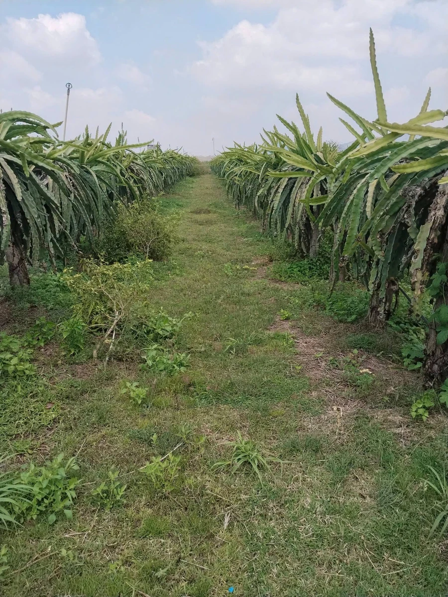 Bán vườn thanh long 2,8ha Tân Hải, Bình Thuận - Ảnh thu nhỏ 2