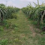 Bán vườn thanh long 2,8ha Tân Hải, Bình Thuận - Ảnh thu nhỏ 2