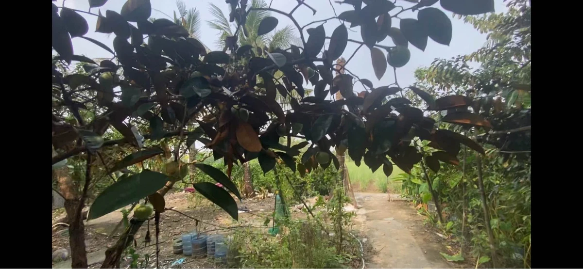 Bán đất thổ cư 996m² tại Cần Giuộc, Tây Ninh, giá 2.2 tỷ - Ảnh thu nhỏ 3