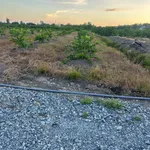 Bán đất 1000m2 ấp 3 xã Tân Thành, Thủ Thừa, Long An giá 490 triệu - Ảnh thu nhỏ 1