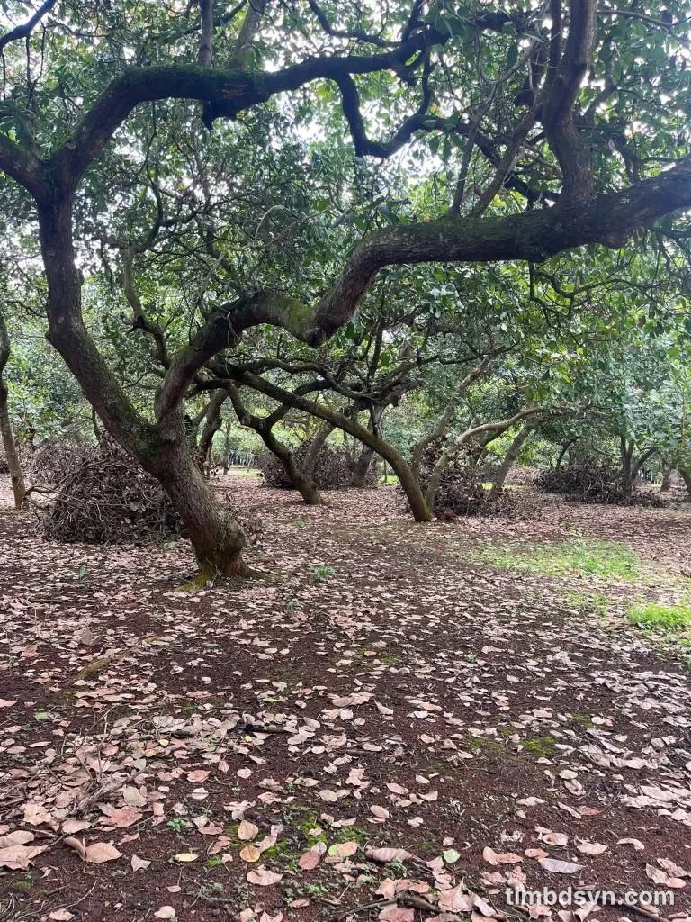 Bán gần 2,6ha điều già và điều ghép tại xã Bình Tân, Đồng Nai - Ảnh 1