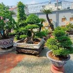 Bán biệt thự nghỉ dưỡng 1000m2 có hồ bơi đường Hồ Bá Phấn, Thủ Đức, giá 81 tỷ - Ảnh thu nhỏ 4