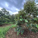 Bán rẫy 2ha tại EA NAM Đắk Lắk, 8,5 tỷ - Ảnh thu nhỏ 3