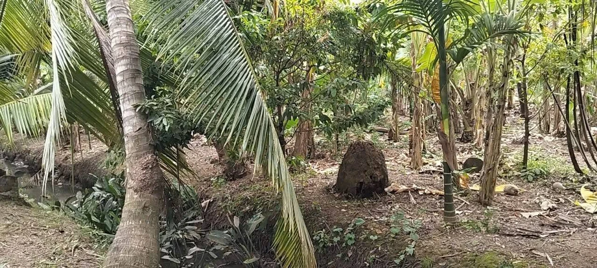 Bán 1000m² đất gần chợ Hữu Định Phước Thạnh Nhà Bè - Ảnh thu nhỏ 2