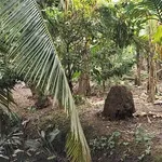 Bán 1000m² đất gần chợ Hữu Định Phước Thạnh Nhà Bè - Ảnh thu nhỏ 2