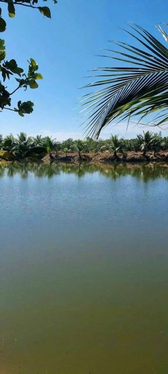 Bán đất 48.000m2 tại xã Phú Lý, Đồng Nai, 11 tỷ 500 triệu - Ảnh thu nhỏ 3