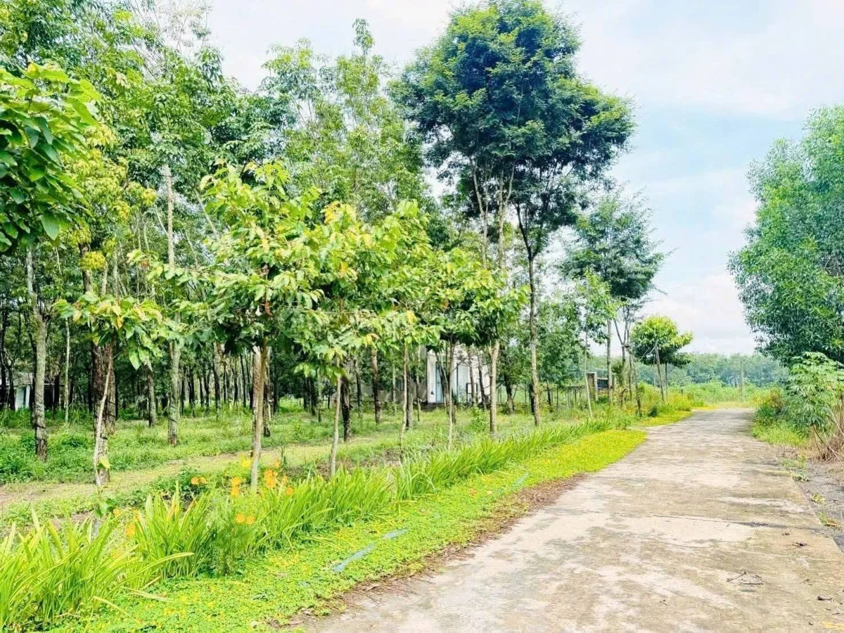 Bán đất Chơn Thành 1000m² giá 590 triệu - Ảnh thu nhỏ 2