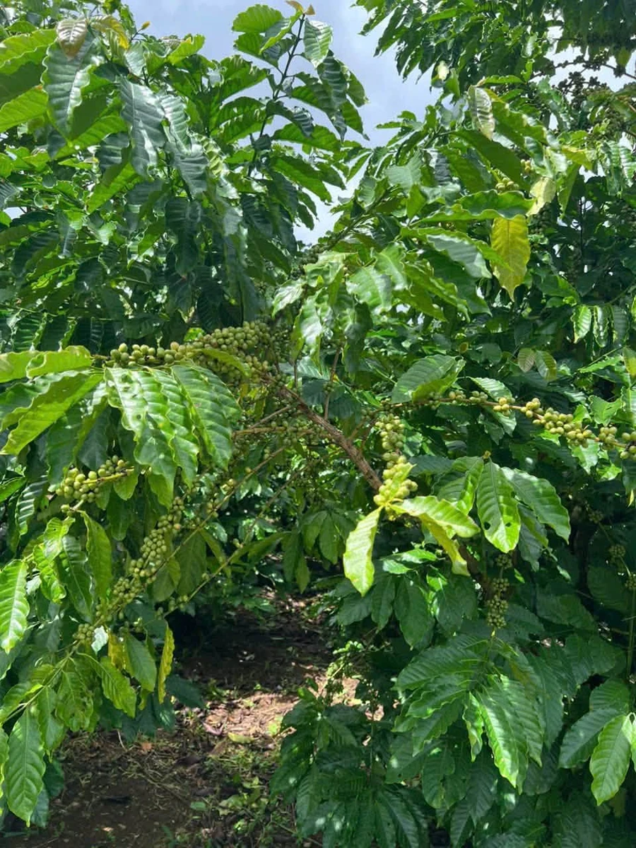Bán 8.000m² đất vườn hẻm Lê Thị Riêng, Phường 3, Bảo Lộc, giá 12,5 tỷ - Ảnh thu nhỏ 3