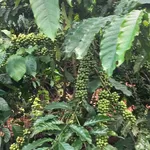 Bán đất 1ha cafe Tuy Đức Lâm Đồng 700 triệu - Ảnh thu nhỏ 3