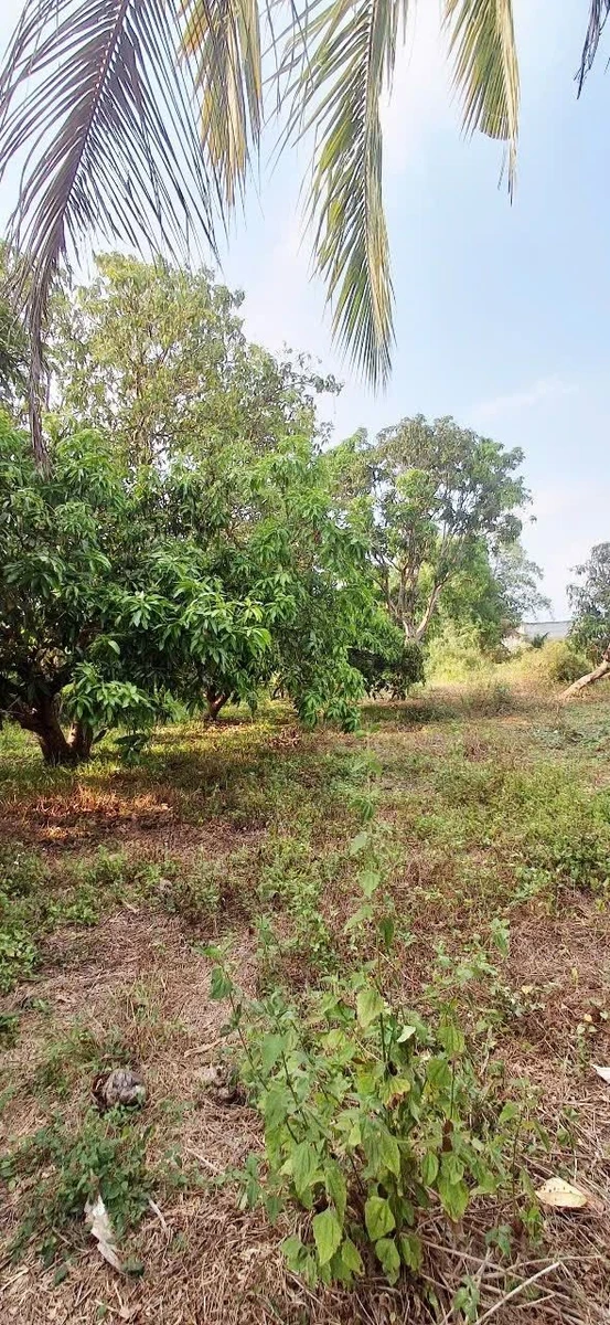 Bán đất 2400m² thổ cư 200m² Bình Thuận 1 tỷ 750 triệu - Ảnh thu nhỏ 3