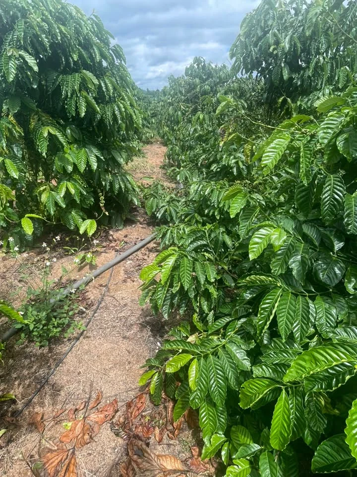 Sang nhượng 2,3 ha đất vườn Quảng Phú, Lâm Đồng 3,2 tỷ - Ảnh 1