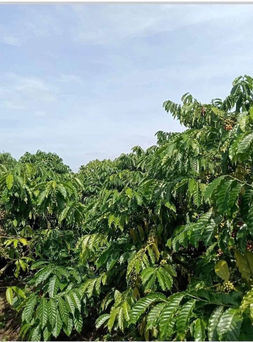 Bán 1 hecta đất phê kinh doanh Ea Khánh 1,7 tỷ - Ảnh 1