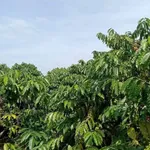 Bán 1 hecta đất phê kinh doanh Ea Khánh 1,7 tỷ - Ảnh thu nhỏ 1