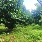 Nhà vườn siêu đẹp, nở hậu, mặt tiền đường Quốc Lộ 20 nối SG - Đà Lạt (Đạ Huoai - Lâm Đồng) - Ảnh thu nhỏ 17