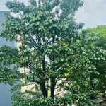Bán nhà phố 2 tầng 3.3x6m mặt tiền kinh doanh Huỳnh Tấn Phát Nhà Bè - Ảnh thu nhỏ 1